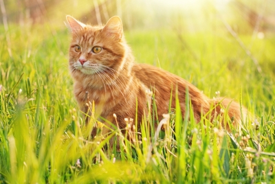 Katze sitzend in der Wiese