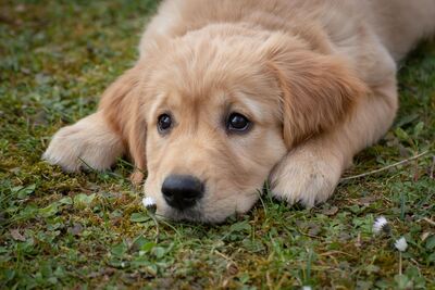Hund