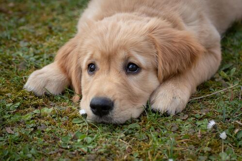 Hund