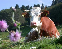 Eine Kuh ruht auf der Weide 