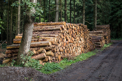 Baumstämme am Waldrand