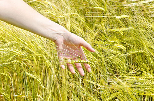 Eine Person streicht mit der Hand durch ein Kornfeld