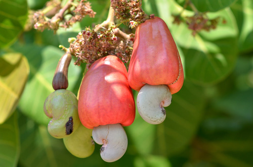Cashewfrüchte am Baum