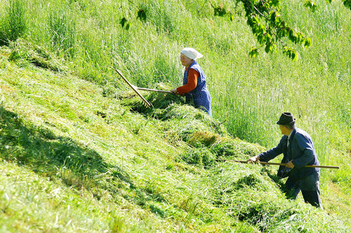 Mann und Frau die mit einem großen Rechen eine Wiese in Hanglage rechen