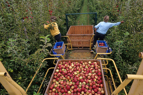 Zwei Saisonarbeiter bei der Apfelernte