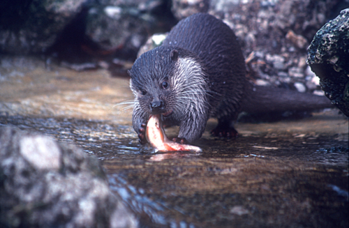 Fischotter frisst Fisch