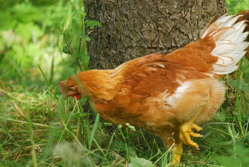 Huhn in der Wiese