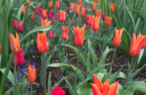 Tulpenwiese