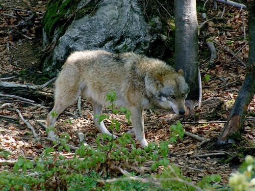 Wolf im Wald