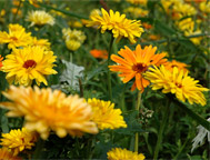 Ringelblumen in der Wiese 