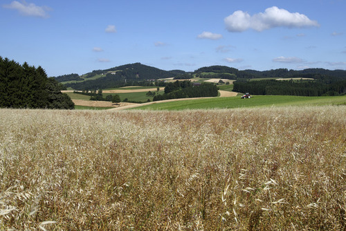 Landschaft mit Haferfeld
