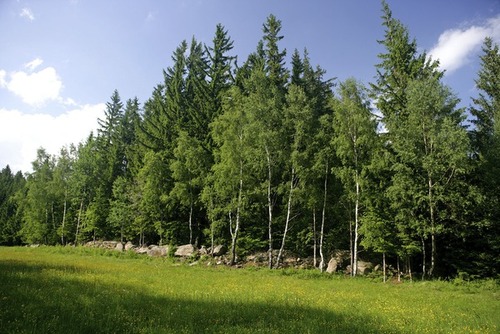 Landschaft im Mühlviertel, Wald, Wiese