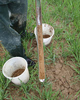 Entnahme einer Bodenprobe mit Hilfe eines Bodenbohrers 