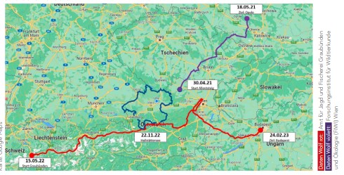 graphische Darstellung der Wanderbewegungen eines Jungwolfes