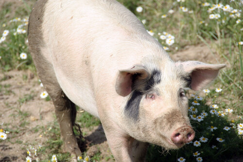 Sauwald-Freilandschwein