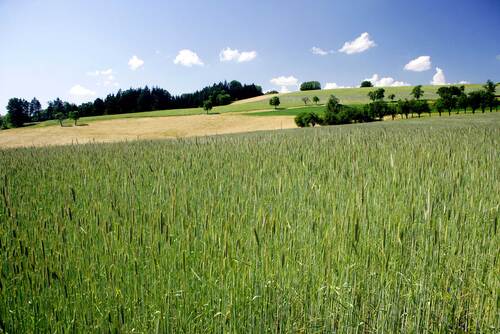 Landschaft, Weizenfeld