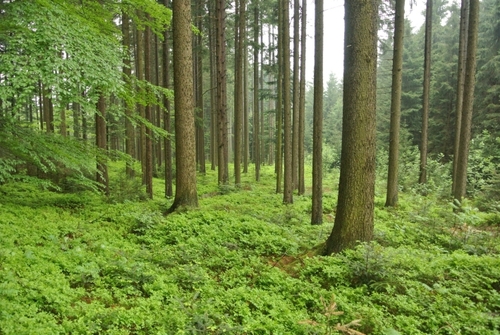 Blick in Waldstimmung