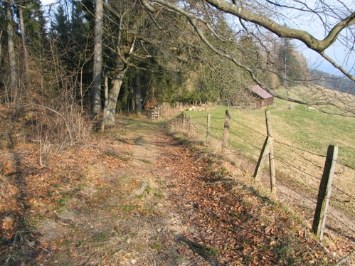 unbefestigter Weg am Waldrand