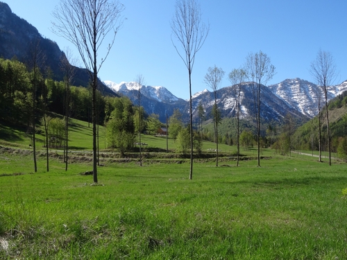 Wiesenfläche vor Kösslalm im Hintergrund Gebirgskette