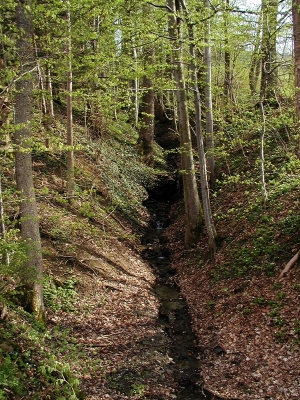 kleiner Tobel mit schmalem Eschenbegleitgehölz, 1,3 km südöstlich von St. Ulrich bei Steyr, Blickrichtung Südost