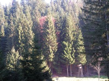 Ausgedehnte Fichtenbestände im Kobernaußerwald. 