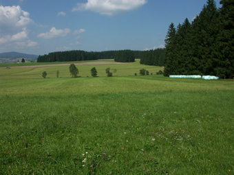 Fehlende Waldmäntel und -säume an gleichförmigen Fichtenforsten; hinten Bad Leonfelden und Sternstein; Habruck / Langbruck 1.9.2005