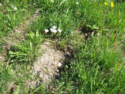 Magere Fettweide mit Knöllchen-Steinbrech auf der Niederterrassenböschung bei Ottenschwand 