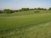 Ausgeprägte Eichenbühel (hinten) bei Hadersdorf bei Alberndorf; Lebensraum des Pirols.