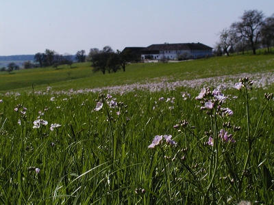 frische Fettwiese mit Wiesenschaumkraut rund 1 km ostnordöstlich Aschach an der Steyr. Blickrichtung Westen