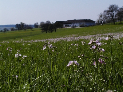 frische Fettwiese mit Wiesenschaumkraut rund 1 km ostnordöstlich Aschach an der Steyr. Blickrichtung Westen