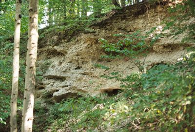 Anstehender Konglomeratfelsen an einer Trockentalböschung zwischen Desselbrunn und Viecht 