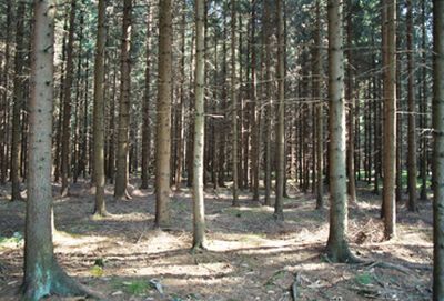 Strukturarme Fichtenforste im Mitterbergholz dominieren das Erscheinungsbild der Wälder 