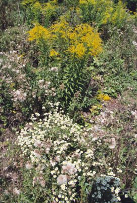 Detailaufnahme der Spontanvegetation in einer Schottergrube; Kanadische Goldrute u. Berufskraut 