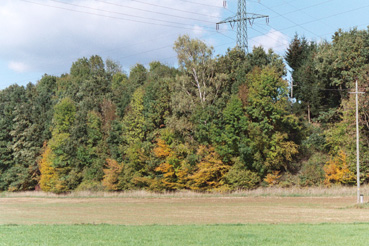 Laubholzreicher Waldrand mit vorgelagertem Altgrasbestand