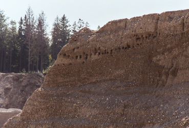 Offene Schottersteilwand in einer Schottergrube bei Stadl-Hausruck, darin eine Bruthöhlenkolonie der Uferschwalben 