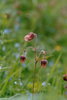 Pflanzendetail, Geum palustris 