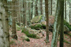 Wald mit Findlingsstein bei Hackbrunn