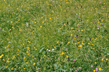 Bunte Blumenwiese beim Schloß Rosenhof 