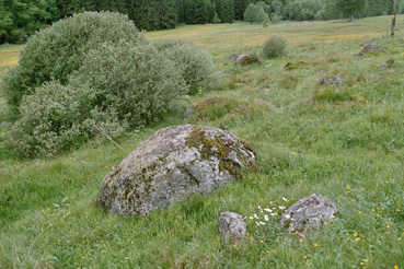 Feuchtwiese mit Weiden und Findlingsstein