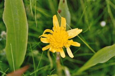 Pflanzendetail, Schwarzwurzel 