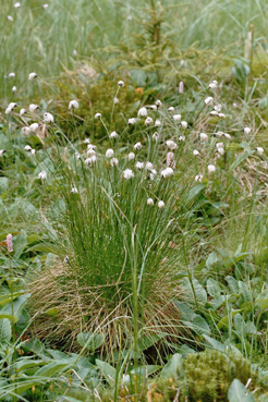 Pflanzendetail Wollgras (bei Rosenhofer Teich) 