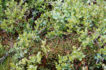 Bodenvegetation im Tannermoor (Vaccinium)