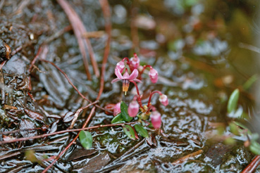 Bodenvegetation im Tannermoor (Moosbeere)