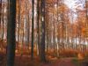 Hainsimsen-Buchenwald mit reichlich Buchenverjüngung im Kobernaußerwald.