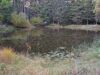 Naturnaher Weiher im Eichwald (Kobernaußerwald). 