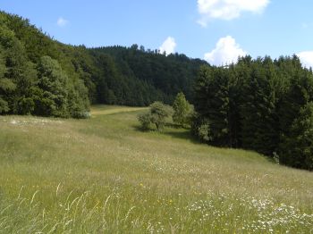 Artenreiche Blumenwiese im Hausruck