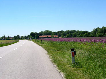 Mohnanbau bei Katzenberg 