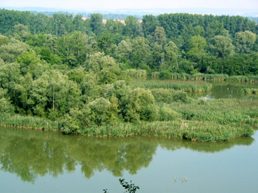 Auwaldbereiche in Reichersberg (Naturschutzgebiet Unterer Inn) 