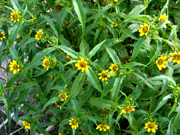 Zweizahn (Bidens cernuus) 