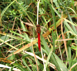 Gebänderte Heidelibelle (Sympetrum pedemontanum)